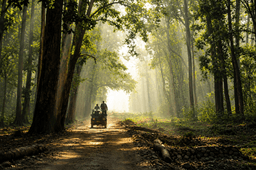 Jim Corbett National Park Tour Package-5